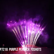 Purple Peacock 70Shots