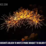 100Shots Golden to white strobe bouquet to golden to white strobe