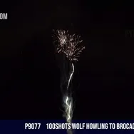100Shots Wolf Howling to brocade crown